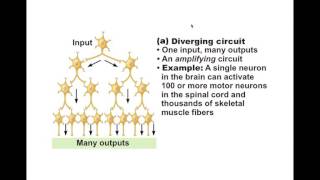 Chapter 1110 Neural Integration and Development BIO201 [upl. by Allmon787]