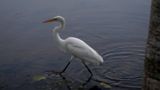 GARÇABRANCAGRANDE ARDEA ALBA CASMERODIUS ALBUS GREAT EGRET Mãe natureza [upl. by Carmine]