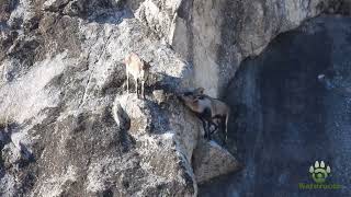 Celo de la cabra montesa  Iberian ibex mating [upl. by Macpherson487]