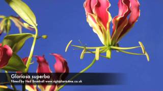 Gloriosa superba flower opening time lapse [upl. by Trefler]