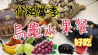 君君介紹夏天都給陸龜吃甚麼水果當點心 好像真的很容易採買哦 [upl. by Bravin]