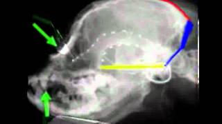 Cavalier King Charles skull changes with Chiari Malformation CM and Syringomyelia SM [upl. by Marielle]