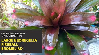 Bromeliads  Large Neoregelia Fireball Bromeliads  Propagation and Plant Care Tips [upl. by Acinomal599]