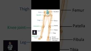 Over view of lower limb [upl. by Attennaej]