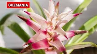 11 Different Types of Bromeliad Plants [upl. by Eiblehs]