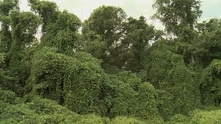 Kudzu Spreads North [upl. by Rinna]