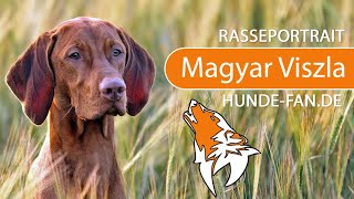 ► Magyar Vizsla 2019 Rasse Aussehen amp Charakter [upl. by Spiegelman]