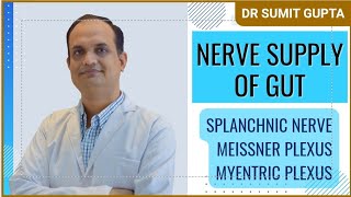 NERVE SUPPLY OF GUTINTESTINES [upl. by Haikezeh]