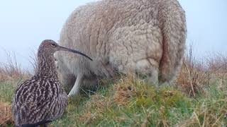 nesting curlew [upl. by Octave]