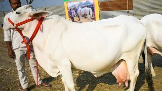 Indian Tharparkar cow at National Livestock Competition [upl. by Eidoc520]