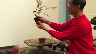 Wiring a Larch into a bonsai [upl. by Angela597]