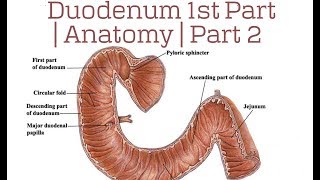 Duodenum 1st Part  Anatomy  Part 2 [upl. by Sirk]