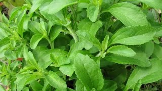 Planting Stevia  home garden grow stevia [upl. by Attena]