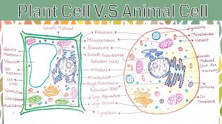 Plant Cell VS Animal Cell  Difference Between Plant Cell amp Animal Cell  Eukaryotic Cell [upl. by Ecnaralc363]