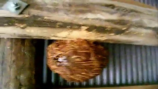 Japanese Giant Hornets Nest removal  Hornets Attacks me [upl. by Goldshell663]