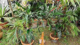 JARDIN TROPICAL FAMILIA NASH PANAMA  BROMELIAS EN TRONCO Parte 1 Noviembre 2020 [upl. by Giovanni777]