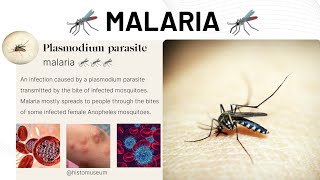 Malaria 🦟🦟🦟 malaria satisfying lab [upl. by Ludwog]