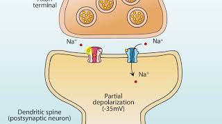 AMPA and NMDA Receptors [upl. by Werdna]