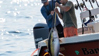 Inshore Yellowfin Tuna Bluefin Tuna amp Albies  Long Island New York [upl. by Hitchcock]