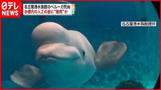 【名古屋港水族館】ベルーガが死ぬ 水槽の人工岩に衝突か [upl. by Arutek]