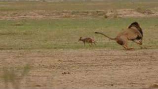 Lion and Jackal Encounter in the Kalahari Khalagadi [upl. by Yrak15]