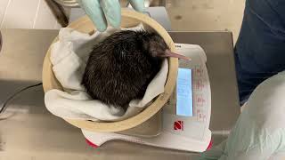 Kiwi Chick Hatched March 13 2022 at the Smithsonian Conservation Biology Institute [upl. by Oremor]