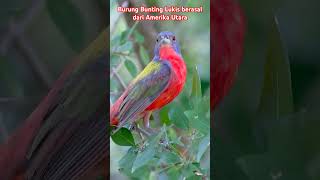 The Painted bunting passerina ciris cardinalidaeNorth americabirds beautifulbirds america [upl. by Noicpecnoc]