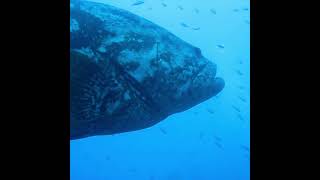 Mero en Naufragio Marte scubadivingislife ocean buceo mero giantfish PADI GoPro [upl. by Eilis]