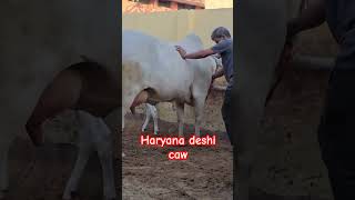 Haryana Deshi caw Haryana bull Tharparkar cow Sahiwal cow Rathi caw Ahlawat dairy farm Kamdhenu [upl. by Nnaer855]