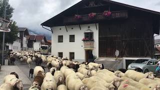 Almabtrieb der Axamer Schafe aus dem Fotschertal 2017 [upl. by Chaiken]