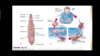 Phylum Platyhelminthes  Class Trematoda  Trematode Parasites and Flukes  Explained in Urdu [upl. by Irolav]