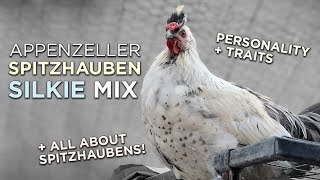 Silkie  Spitzhauben  Weird chicken cross breeds [upl. by Pedrick567]