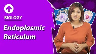 Endoplasmic Reticulum  CellStructure amp Function  Biology  Class 9 [upl. by Castara872]