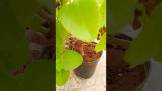 My garden growing aloevera Gardennaturealoeveraplantishunaturalworldterracegardeningshorts [upl. by Namas]