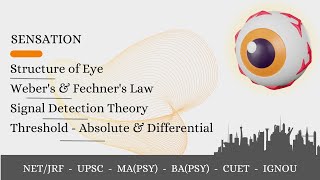 Sensation amp Perception1 Threshold Webers amp Fechners Law  Signal Detection Theory Adaptation [upl. by Ahsei]