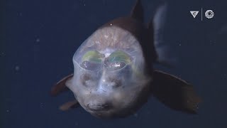 MBARIs Top 10 deepsea animals [upl. by Adnim]