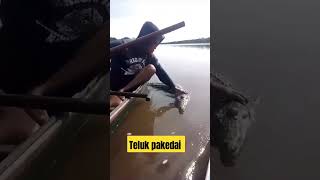 Buaya kena ulti [upl. by Sherline352]