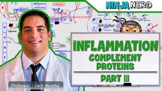 Immunology  Inflammation Complement Proteins Part 3 [upl. by Sieracki]