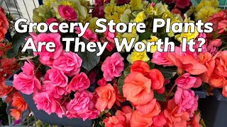 Should You Buy Plants at Grocery Stores [upl. by Linell]