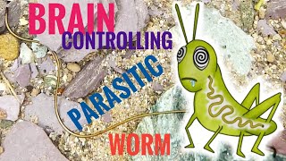 Braincontrolling Parasitic Worm [upl. by Junina]