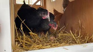 Getting Our Coop Ready For Eggs  18 weeks  Raising Chickens [upl. by Nerval77]