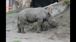 Zwarte Neushoorn Kalf Mara  Black Rhinoceros Calf  Diergaarde Blijdorp Rotterdam 2018 [upl. by Warford]