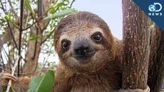 Sloths Are A Walking Ecosystem [upl. by Ornie]