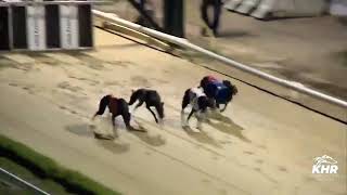 Highview Jasman  PREMIER GREYHOUND RACING OAKS TRIAL STAKE DIV 1 [upl. by Assilaj]