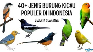 40 Jenis Burung Kicau Populer di Indonesia beserta suaranya [upl. by Hueston]