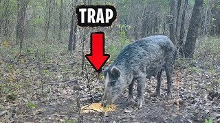 Primitive Pig Trap That WORKS Survival [upl. by Aticilef]