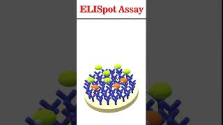 ELISpot Assay animation immunology [upl. by Wilbur]