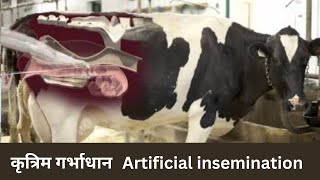 कृत्रिम गर्भाधान  Artificial insemination  Animal Pharma [upl. by Fonville]