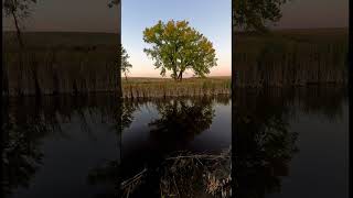 The Cottonwood Tree nature peaceful creek [upl. by Rich]