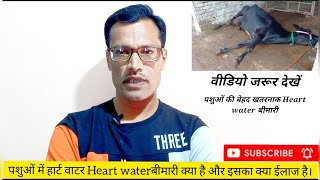 पशुओं में हार्ट वाटर Heart water बीमारी का क्या है इलाज animal treatmentpashu upcharपशु उपचार [upl. by Lipfert819]